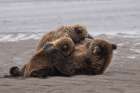 Female Alaskan brown bear nursing two cubs, Lake Clark National Park and Preserve, Alaska. Art Print